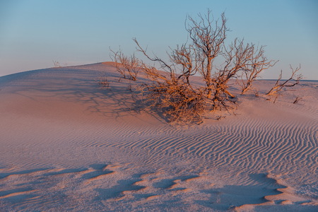 Colorful evening in the desert. Landscape with dunes and dwarf trees illuminated by evening sunlightの写真素材