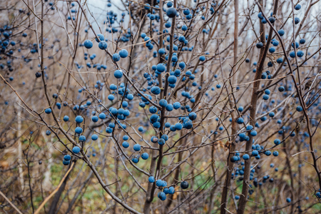 Wild blackthorn. Blue blackthorn berries on the branch at the late fall.の写真素材