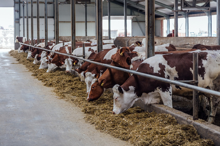 Dairy cows of Monbeliard breeding in free livestock stall.の写真素材