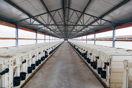 Growing of young dairy calves in the nursery with white calf-houses (calf-boxes) in diary farm.の写真素材