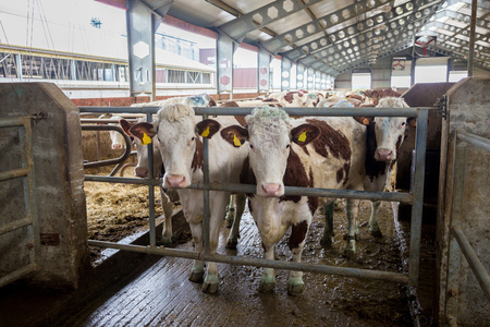 Dairy cows of Monbeliard breeding in free livestock stallの写真素材