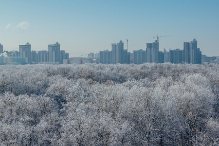 Winter landscape. Frozen trees in a forest covered by snow and hoarfrost on modern houses background near the city of  Voronezh.の写真素材