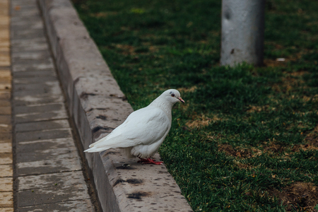 Street white dove sitting on the curb.の写真素材