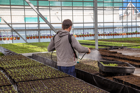 Worker spaying young seedlings in greenhouse with water or plant protection chemicals against pests and diseases.の写真素材