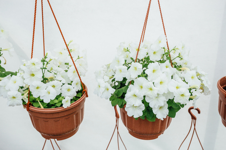 Flowering white petunias in orange pots, hanged on rope in flower market.の写真素材