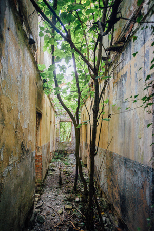 Destroyed by war,overgrown ruins of apartment house in, Abkhaziaの写真素材