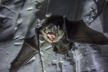Angry pair of bats disturbed during hibernation.
