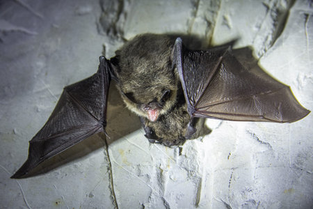 Angry pair of bats disturbed during hibernation.