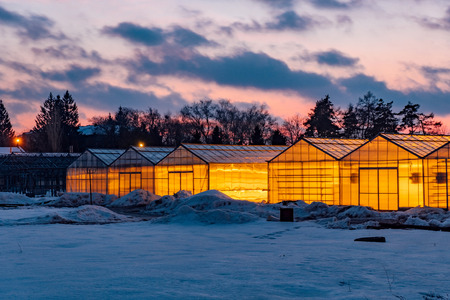 Greenhouse complex for cultivation of agricultural and ornamental plants in winter evening.の写真素材