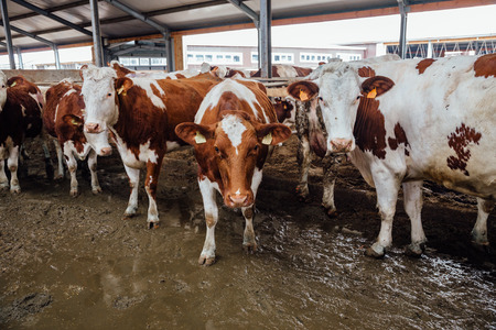 Cows of Monbeliards breeding in free livestock stall.の写真素材