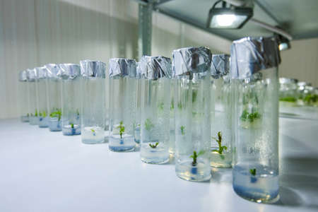 Micro plants in test tube. In vitro cloning technologyの写真素材