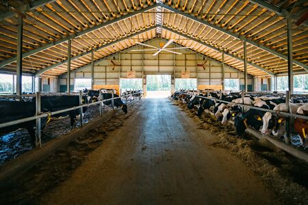 Holstein Frisian diary cows in free livestock stall.の写真素材