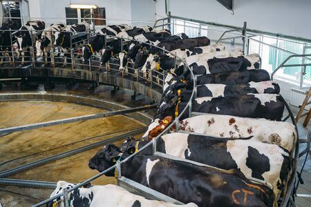 Milking cows by automatic industrial milking rotary system in modern diary farm.