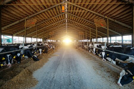 Diary cows in modern free livestock stall.の写真素材