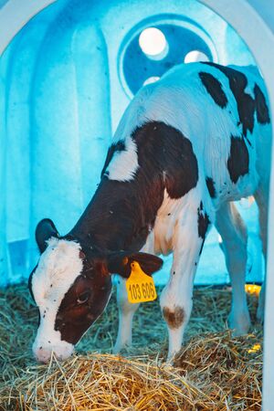 Young calf in blue calf-house at diary farm.の写真素材