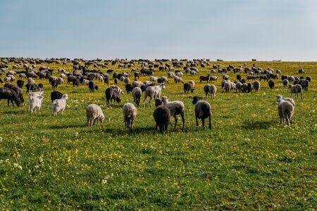 Flock of sheep grazing on alpine pasture in sunny day.の写真素材