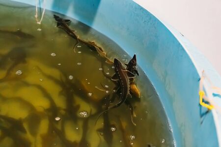 Sturgeon fry in round blue plastic tank with aeration at sturgeon fish farmの写真素材