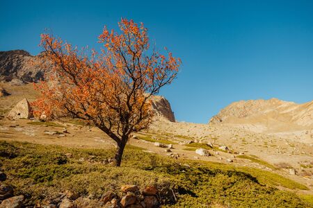 Autumn tree on background of mountain landscape.の写真素材