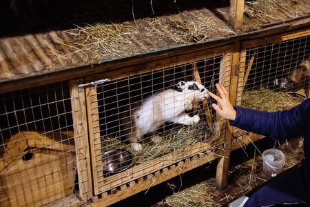 Human hand touches white rabbit in a cage.の写真素材