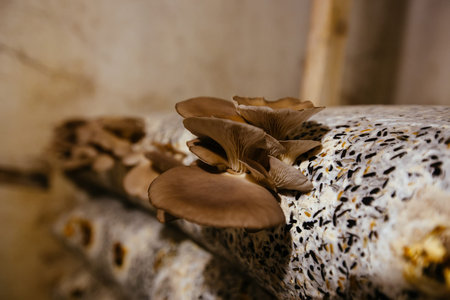 Oyster mushroom cultivation growing in farm on oil cake substrate.の写真素材
