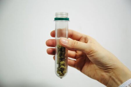Female brewery worker hands holding samples of hop pellets in test tube.の写真素材