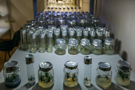 Cloned micro plants in test tubes with nutrient medium. Micropropagation technology in vitro