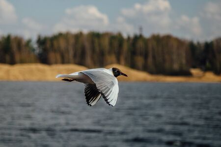 Flying black-headed gulls on river background.の写真素材