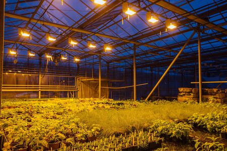 Modern hydroponic greenhouse with complex climate control system for cultivation of agricultural and ornamental plants. Working artificial light in eveningの写真素材