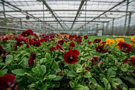 Blooming red violets grown in modern greenhouse, selective focus.の写真素材