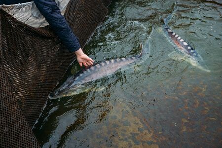 Live sturgeons in the cage in fish breeding farm.の写真素材