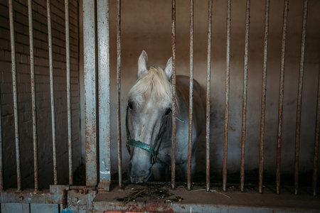 Horse in the stable behind bars, close up.