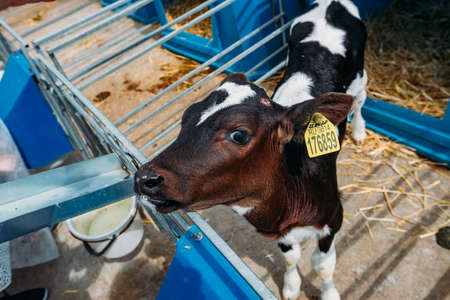 Young Holstein calf at the diary farm.の写真素材