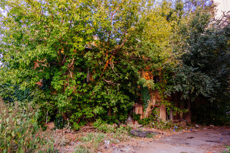 Old abandoned overgrown houses in ghost townの写真素材