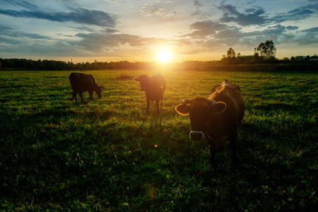 Diary cows grazing on idyllic valley at sunset.の写真素材