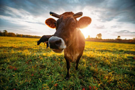 Diary cows grazing on idyllic valley at sunset.の写真素材