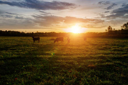 Diary cows grazing on idyllic valley at sunset.の写真素材
