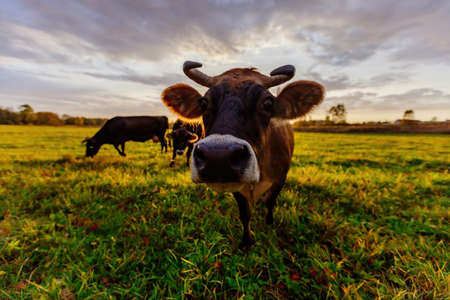 Cows on green meadow. Cow muzzle, close up, selective focus.の写真素材