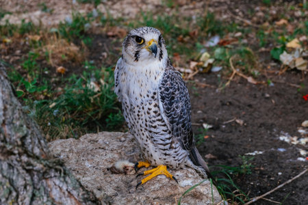 Saker Falcon, Falco cherrug, sitting on the stone, close up.の写真素材