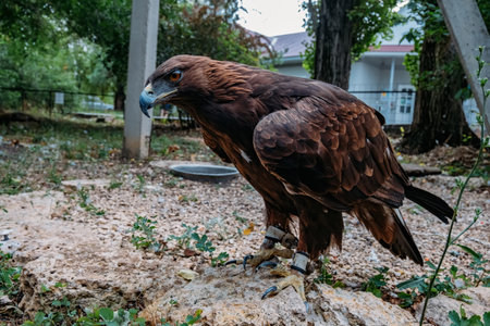 Golden eagle, Aquila crysaetos, sitting on the stone, close up