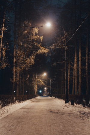 Winter city park at night in fog,の写真素材