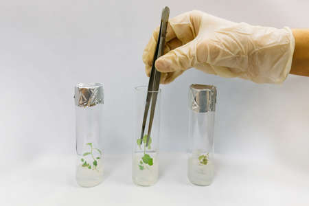 Graftage of micro plants in laboratory of biotechnology for in vitro cultivating in test tube.の写真素材