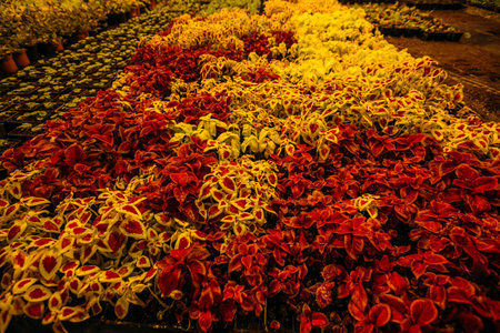 Colorful coleus plants growing in modern greenhouse in the evening at artificial light conditions.