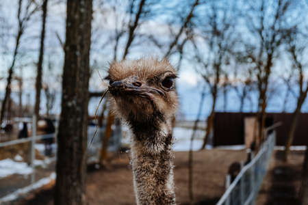 Ostrich head and neck, portrait in the farm.の写真素材