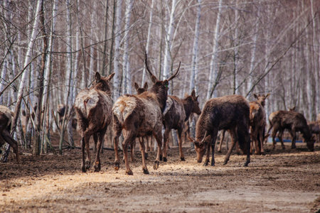 Maral deers in the forest, close up view.