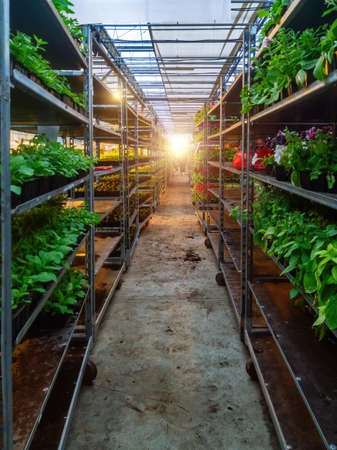 Growing of flower seedlings on shelves in greenhouse.の写真素材