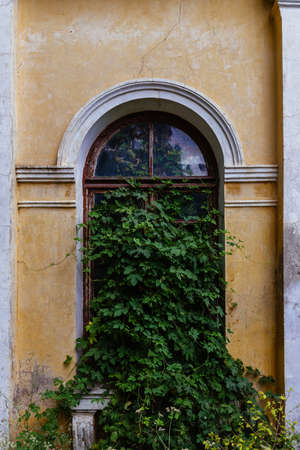 Old overgrown window of abandoned mansion.の写真素材