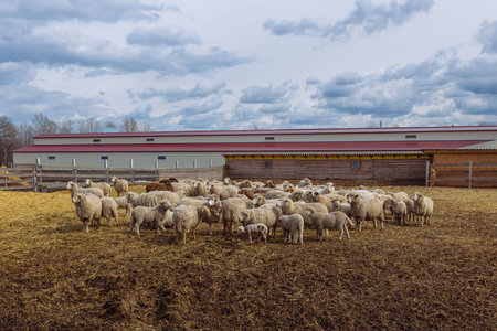 Flock of sheep in an open stall in the farm.