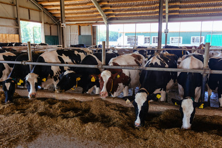 Holstein Frisian diary cows in free livestock stall.