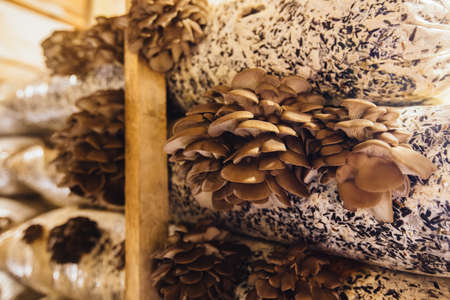 Oyster mushroom cultivation growing in farm on oil cake substrate.の写真素材