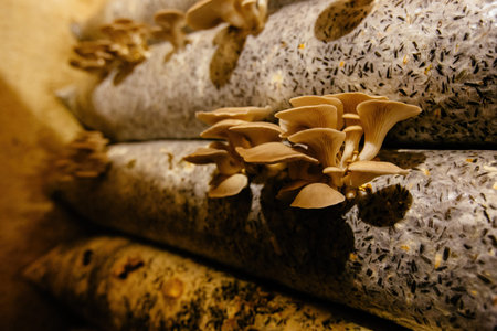 Oyster mushroom cultivation growing in farm on oil cake substrate.の写真素材